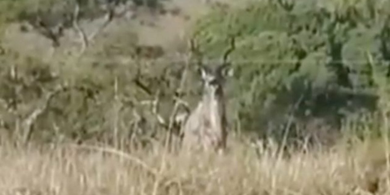 This is Why You Don’t Take Your Cell Phone on a Kudu Hunt