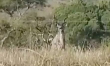 This is Why You Don’t Take Your Cell Phone on a Kudu Hunt