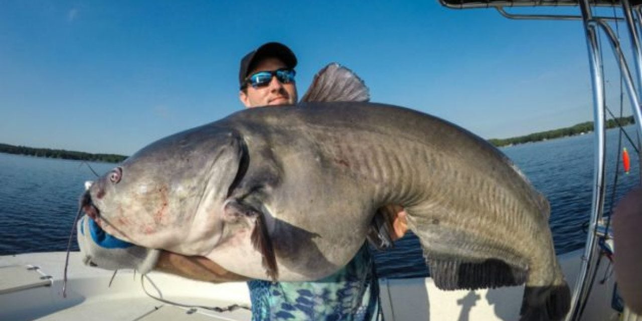 This Mind-Blowing 102-Pound Blue Catfish Truly is a Behemoth