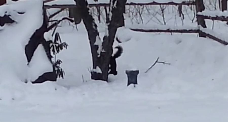 This Squirrel Ate Too Many Crabapples and is Now Hilariously Drunk
