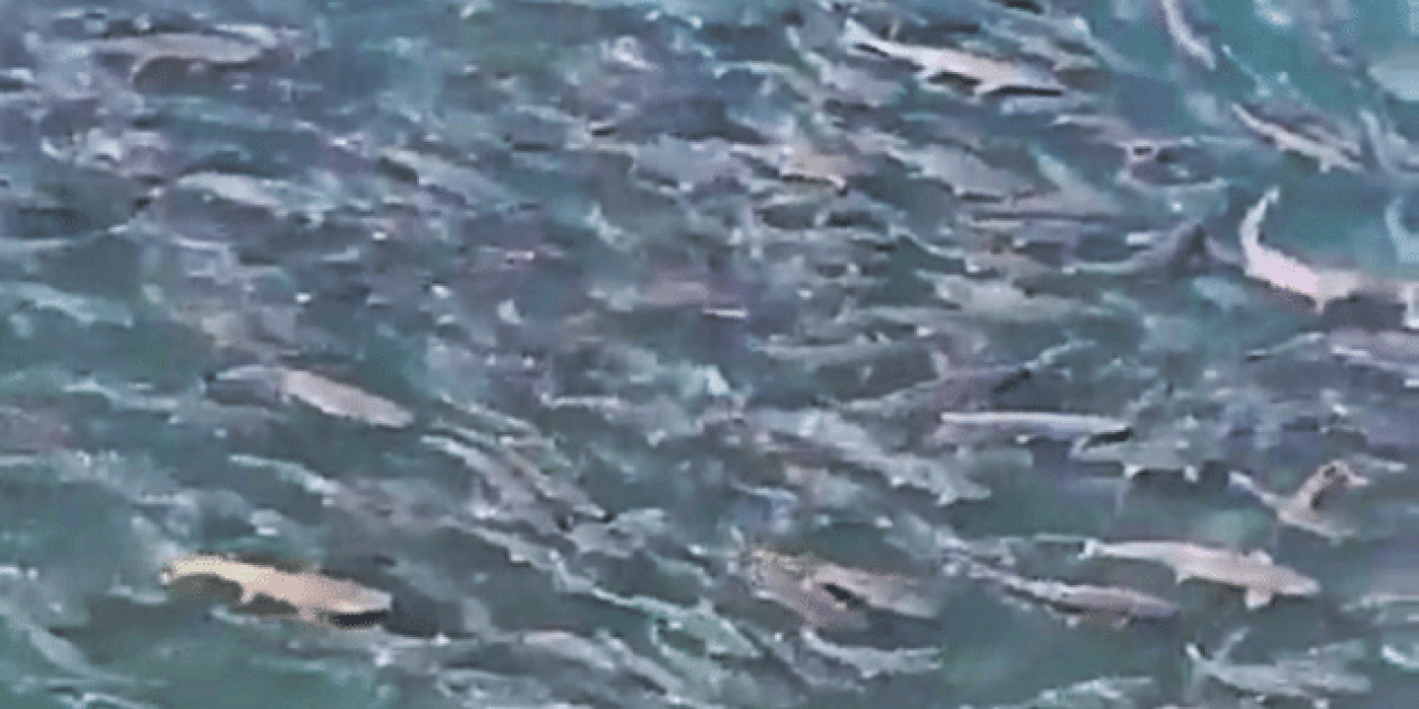 Thousands of Pink Salmon Return to Spawn in Mesmerizing Drone Footage