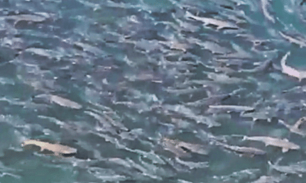 Thousands of Pink Salmon Return to Spawn in Mesmerizing Drone Footage