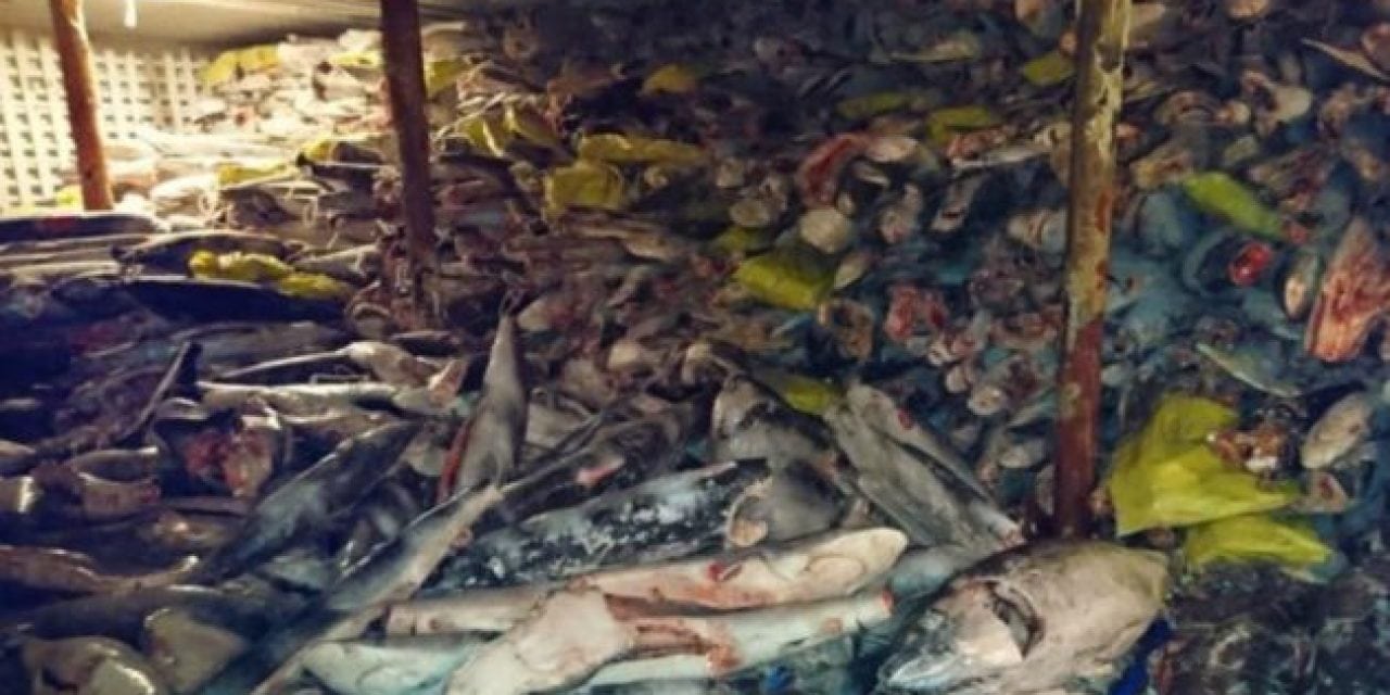 Thousands of Sharks Found on a Boat in Illegal Operation