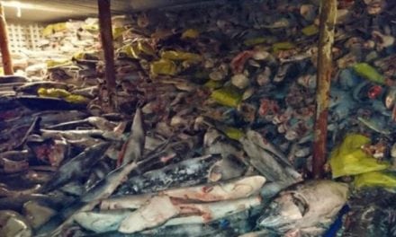 Thousands of Sharks Found on a Boat in Illegal Operation