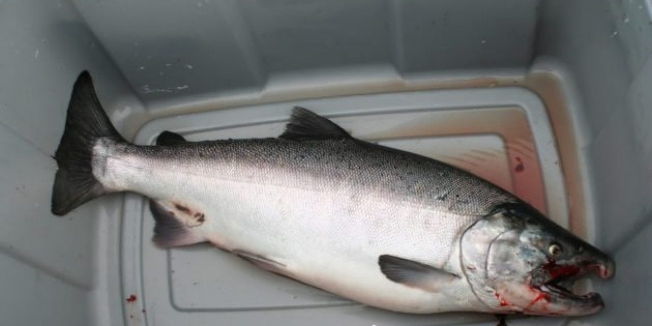 Unprecedented: Alaska Shuts Down Commercial and Recreational King Salmon Fishing