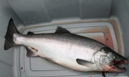 Unprecedented: Alaska Shuts Down Commercial and Recreational King Salmon Fishing