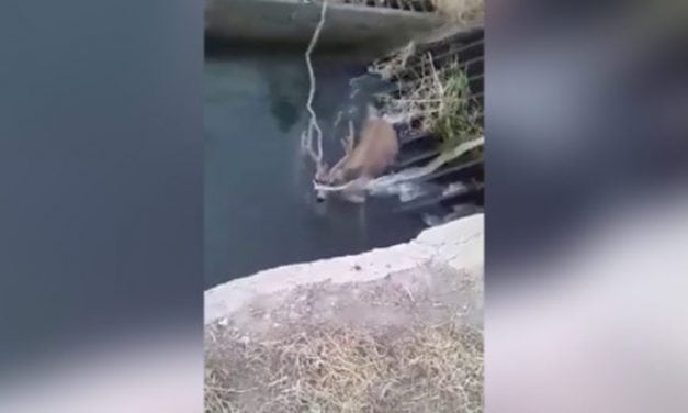 Utah Mule Deer Saved From Treacherous Death by Onlookers