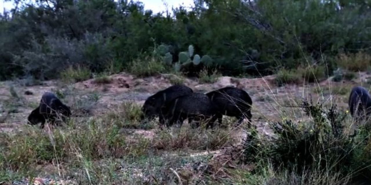 VIDEO: 3 Javelina Smoked with 1 Arrow, You Have Got to See This!
