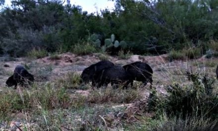 VIDEO: 3 Javelina Smoked with 1 Arrow, You Have Got to See This!