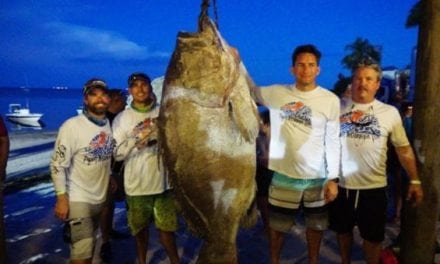 Video: Could This 409-Pound Warsaw Grouper be the New World Record?