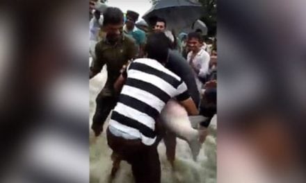 VIDEO: Floods in India Brought These Huge Fish to the Naitonal Highway