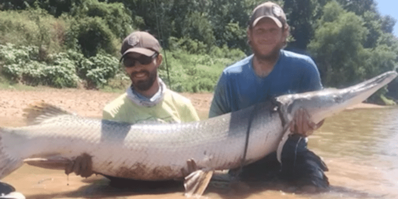 VIDEO: Landing a Massive Gar is Not as Easy as This Looks