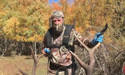 VIDEO: Salvaging a Dead Elk’s Antlers Stinks, but it’s Totally Worth It