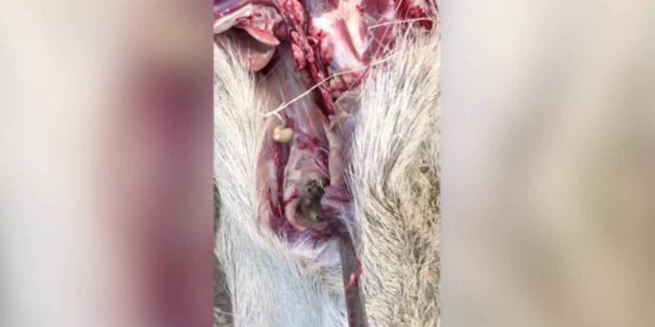 VIDEO: What’s in This Deer’s Throat Will Give You Nightmares