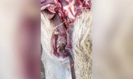 VIDEO: What’s in This Deer’s Throat Will Give You Nightmares