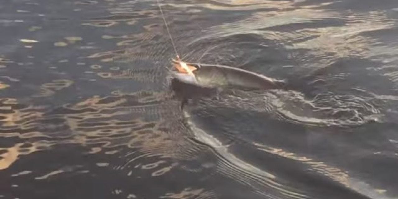 Wait Until You See What Chased This Big Muskie to the Boat