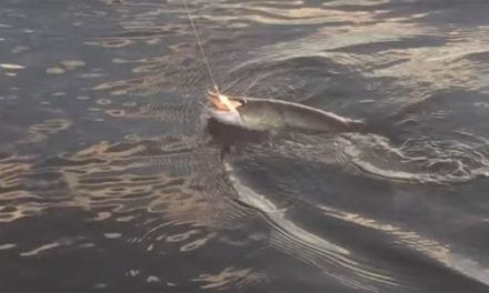 Wait Until You See What Chased This Big Muskie to the Boat