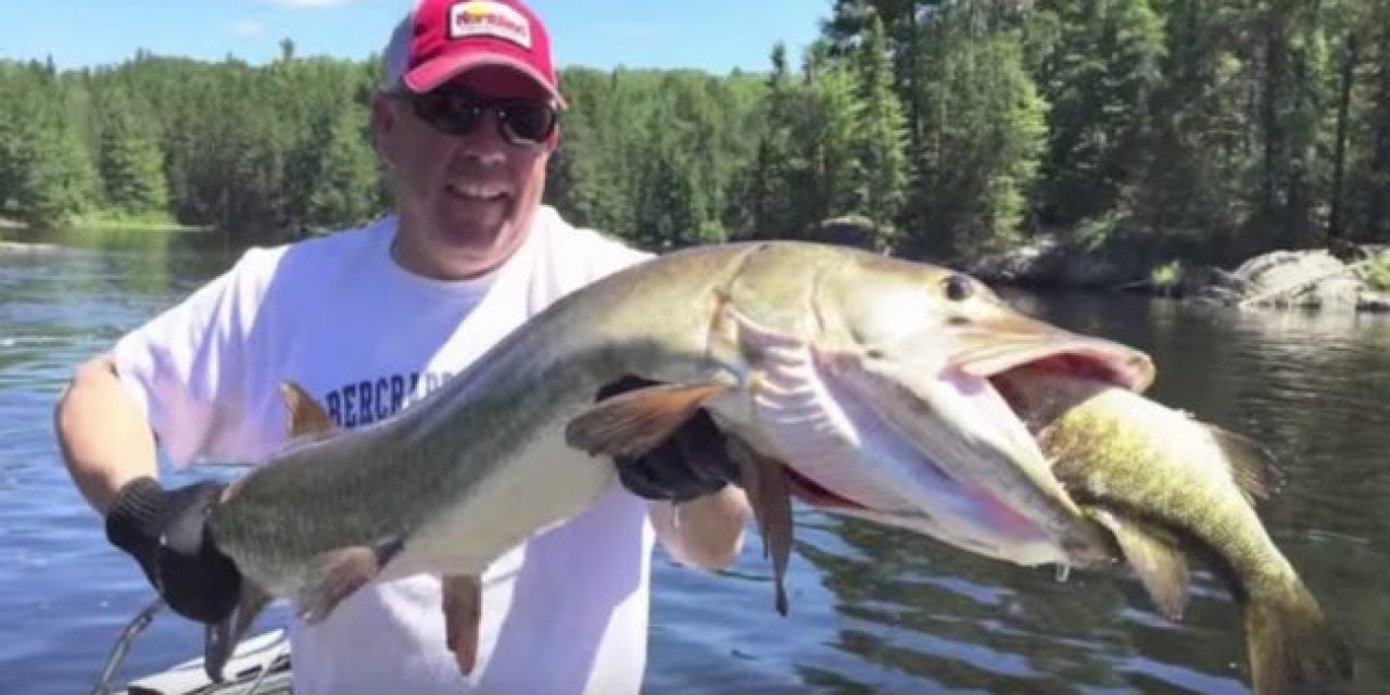 Watch a Muskie Make a Smallmouth Sandwich Right at the Boat