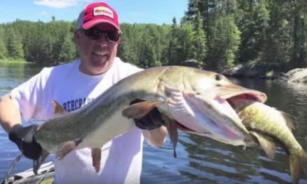 Watch a Muskie Make a Smallmouth Sandwich Right at the Boat