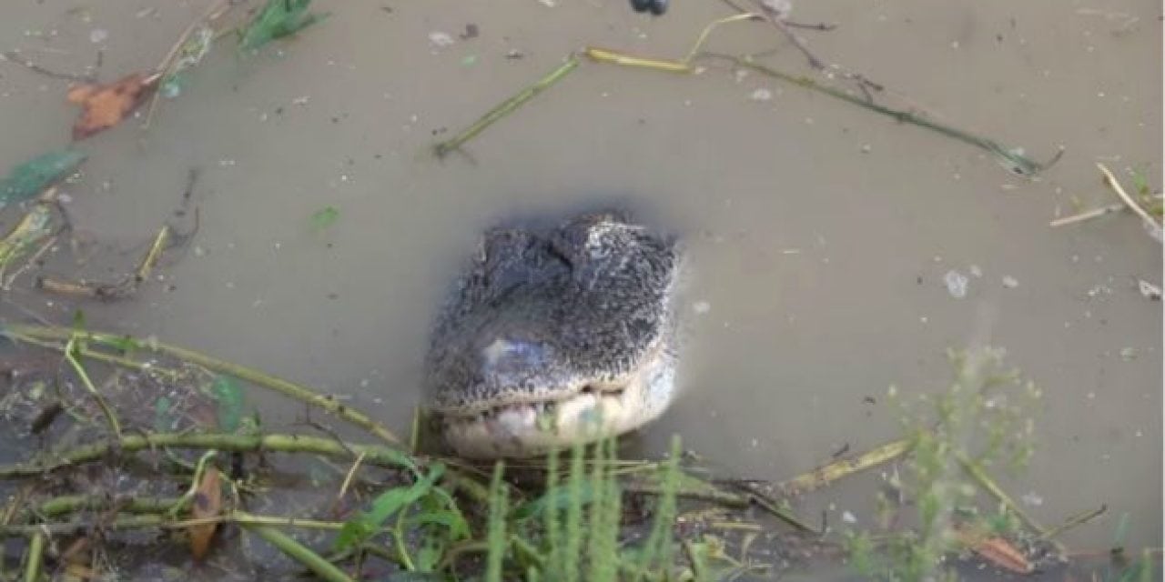 WATCH: Guy Goes Fishing for Catfish, Hooks a 7-Foot Alligator Instead