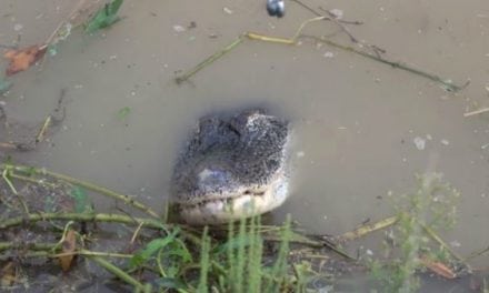 WATCH: Guy Goes Fishing for Catfish, Hooks a 7-Foot Alligator Instead