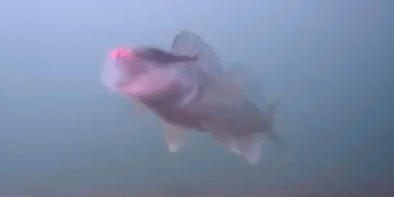 Watch These Hard Walleye Strikes in Clear Underwater Footage
