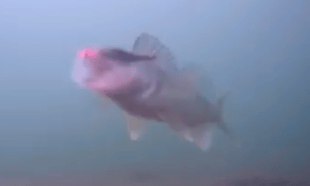 Watch These Hard Walleye Strikes in Clear Underwater Footage