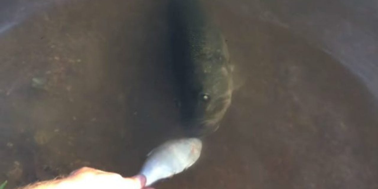 Watch This Guy Feed a Completely Blind Bass by Hand