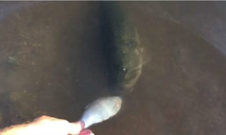 Watch This Guy Feed a Completely Blind Bass by Hand