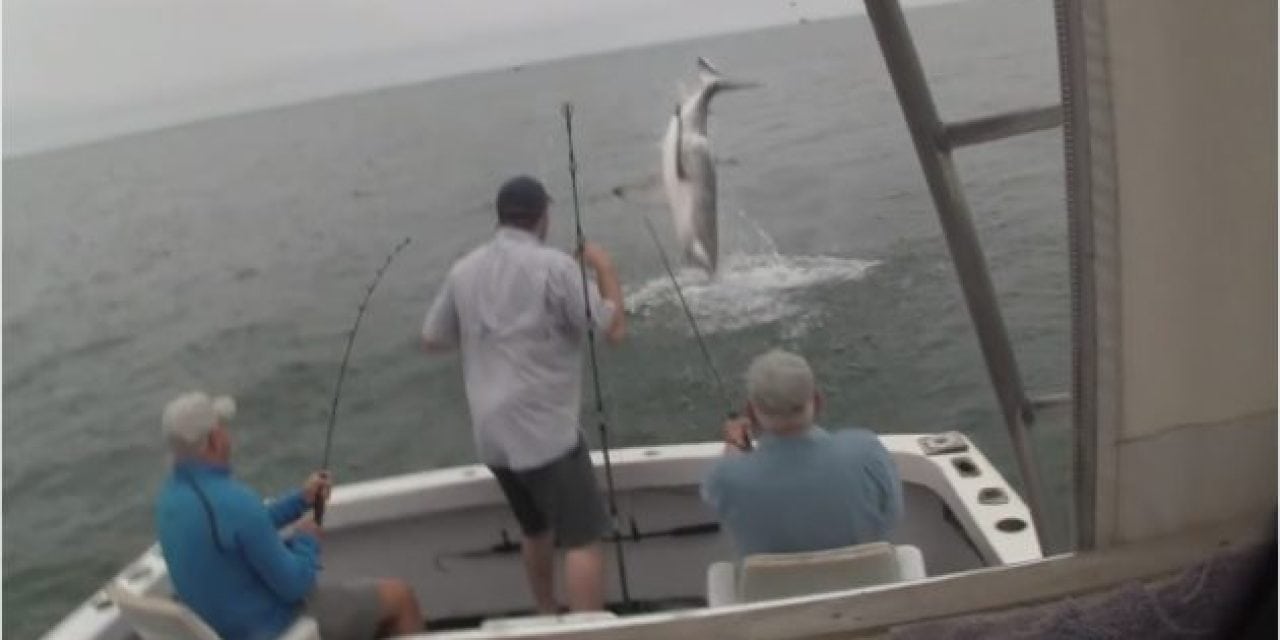 Watch This Shark Spectacularly Breach to Steal a Striper Off a Fisherman’s Hook