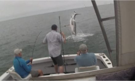 Watch This Shark Spectacularly Breach to Steal a Striper Off a Fisherman’s Hook