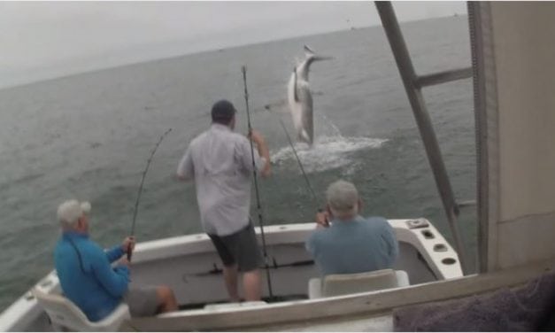 Watch This Shark Spectacularly Breach to Steal a Striper Off a Fisherman’s Hook