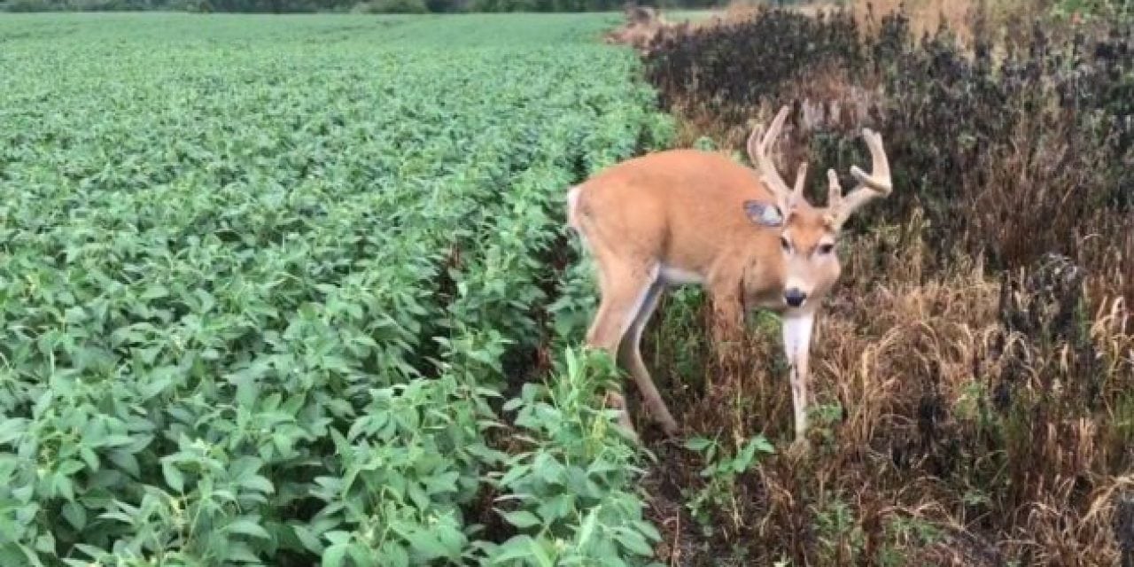 Watching This EHD Buck and its Sickness is Heartbreaking