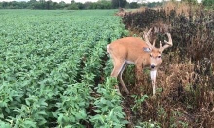 Watching This EHD Buck and its Sickness is Heartbreaking