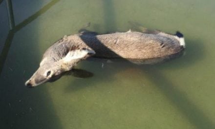 What Caused This Kansas Mule Deer to Drown in This Tank?