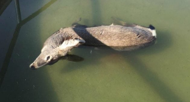 What Caused This Kansas Mule Deer to Drown in This Tank?