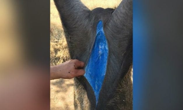 What’s the Real Story on the Blue Fat in This Pig That Has the Internet Buzzing?