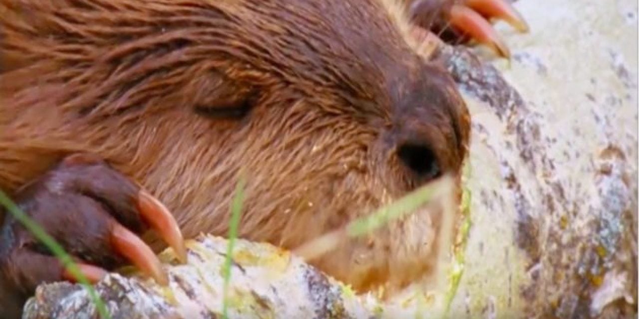 Where Would we be Without the Venerable Beaver? Watch and Find Out