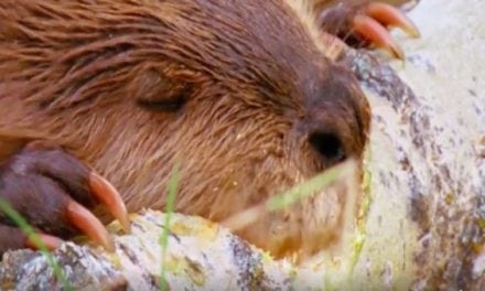 Where Would we be Without the Venerable Beaver? Watch and Find Out