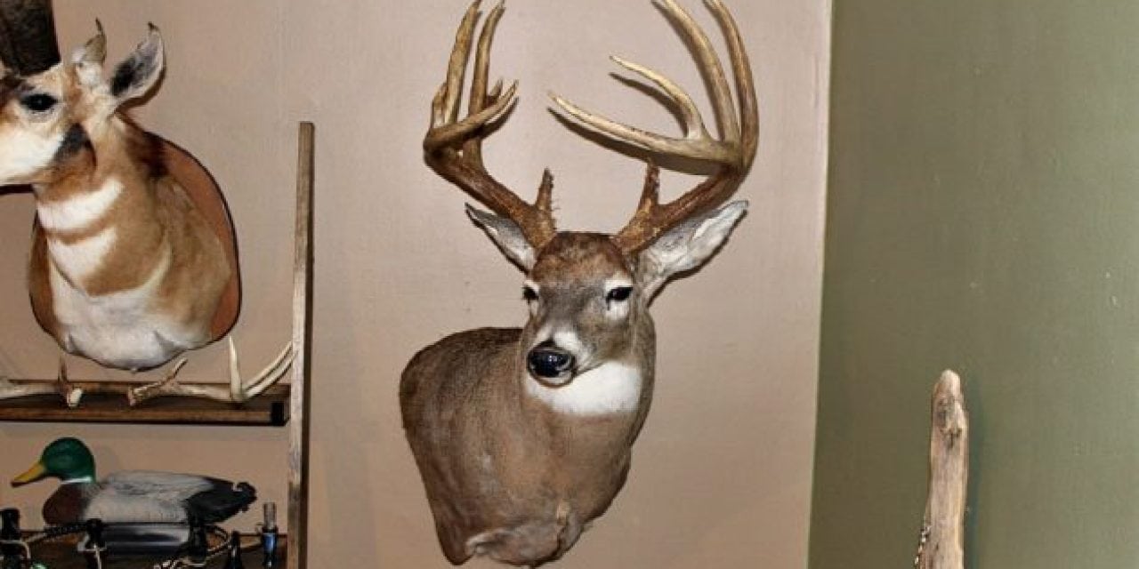 Whitetail Wednesday: How Much Do People Pay for Shoulder Mounts in Your Area?