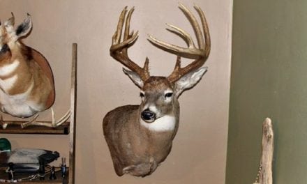 Whitetail Wednesday: How Much Do People Pay for Shoulder Mounts in Your Area?