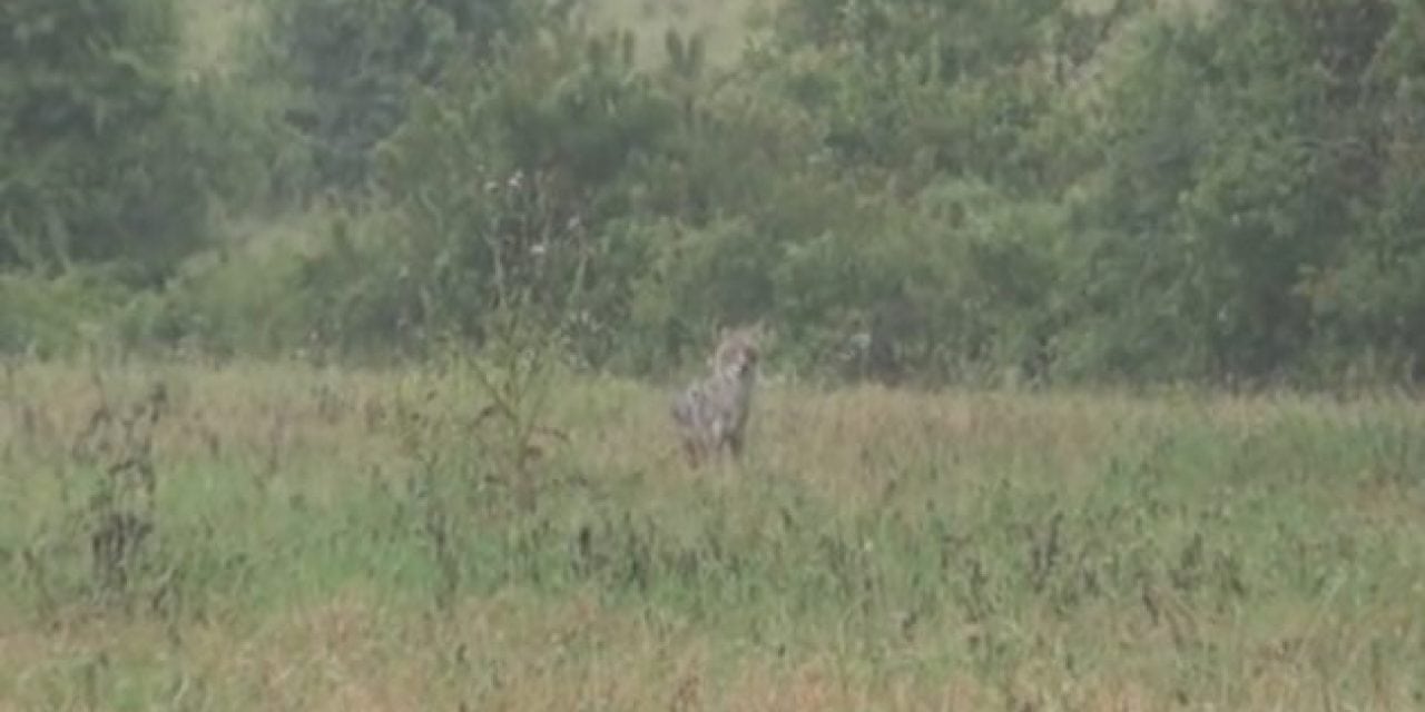 Will Coyotes Respond to a Hog Call? Watch the Video and See