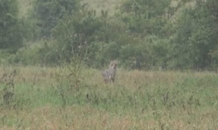 Will Coyotes Respond to a Hog Call? Watch the Video and See