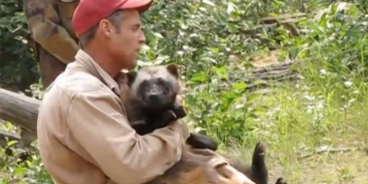 Would You Ever Keep a Wolverine as a Pet? This Guy Does