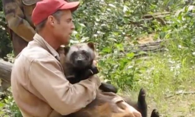 Would You Ever Keep a Wolverine as a Pet? This Guy Does