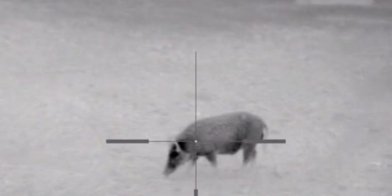 Yep: Keith Warren Put a Thermal Scope on His Dragon Claw Air Rifle and Killed a Hog With It