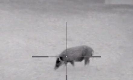Yep: Keith Warren Put a Thermal Scope on His Dragon Claw Air Rifle and Killed a Hog With It