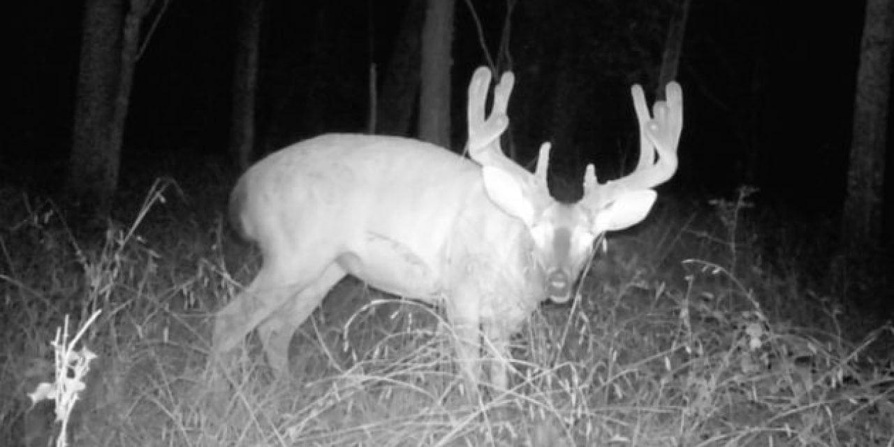 You Need to See How the Bayou Bowhunter’s Incredible 2-Year Quest for This Monster 170 Buck in Louisiana Ended