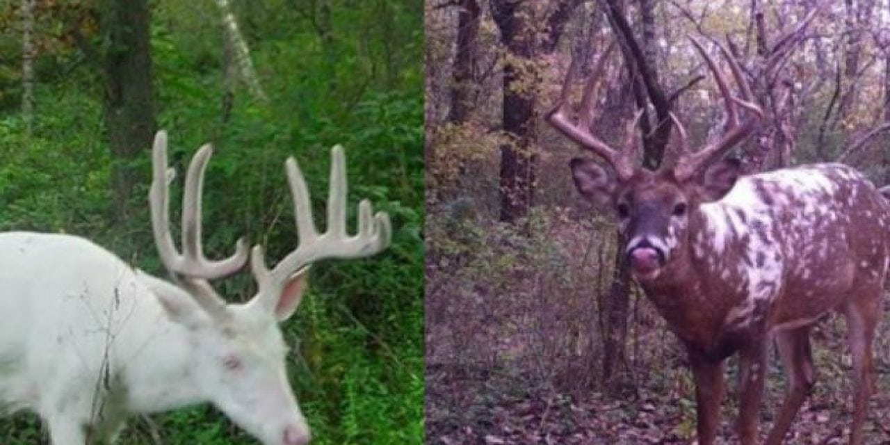15 Really Cool Piebald and Albino Deer for #WhitetailWednesday