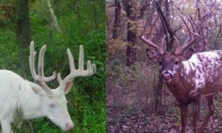 15 Really Cool Piebald and Albino Deer for #WhitetailWednesday